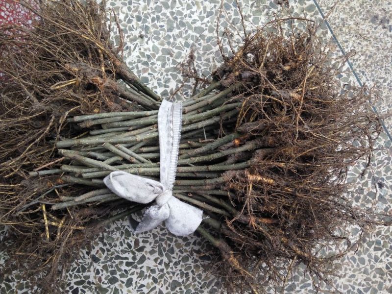 桑葚苗台湾长果桑嫁接苗紫金蜜桑果桑树苗