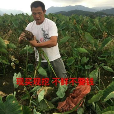 槟榔芋4厘米以上
