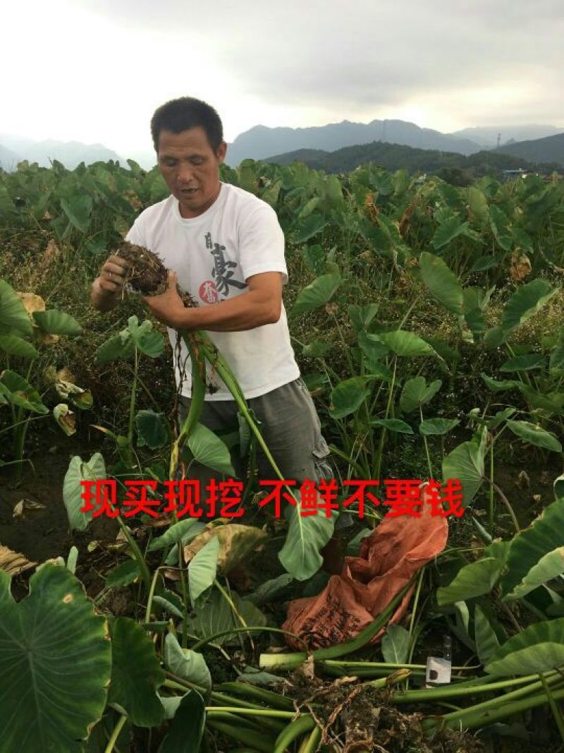 槟榔芋4厘米以上