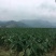 槟榔芋4厘米以上