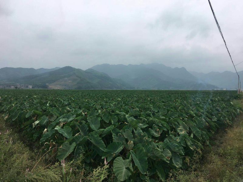 槟榔芋4厘米以上