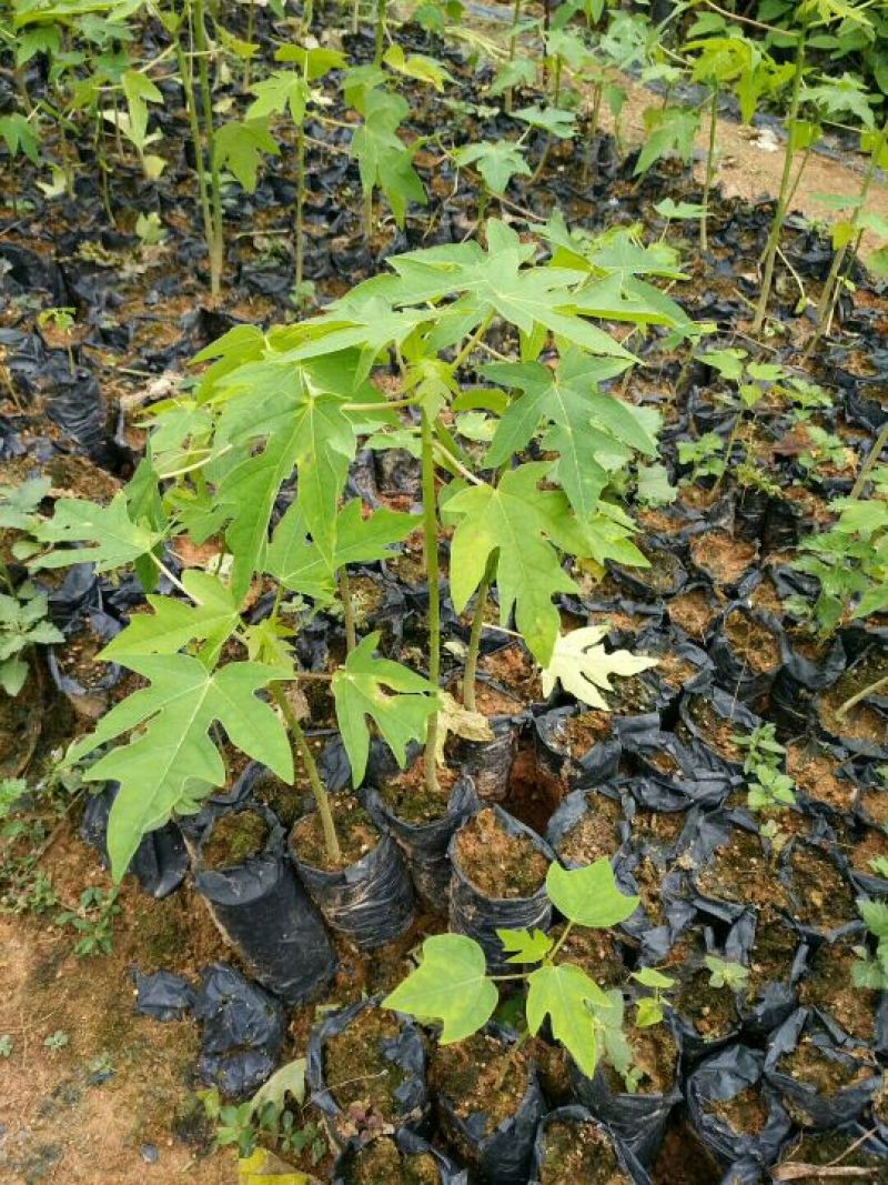 木瓜树苗20~30cm