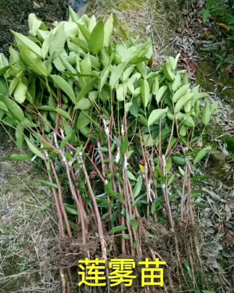莲雾种苗大叶红莲雾