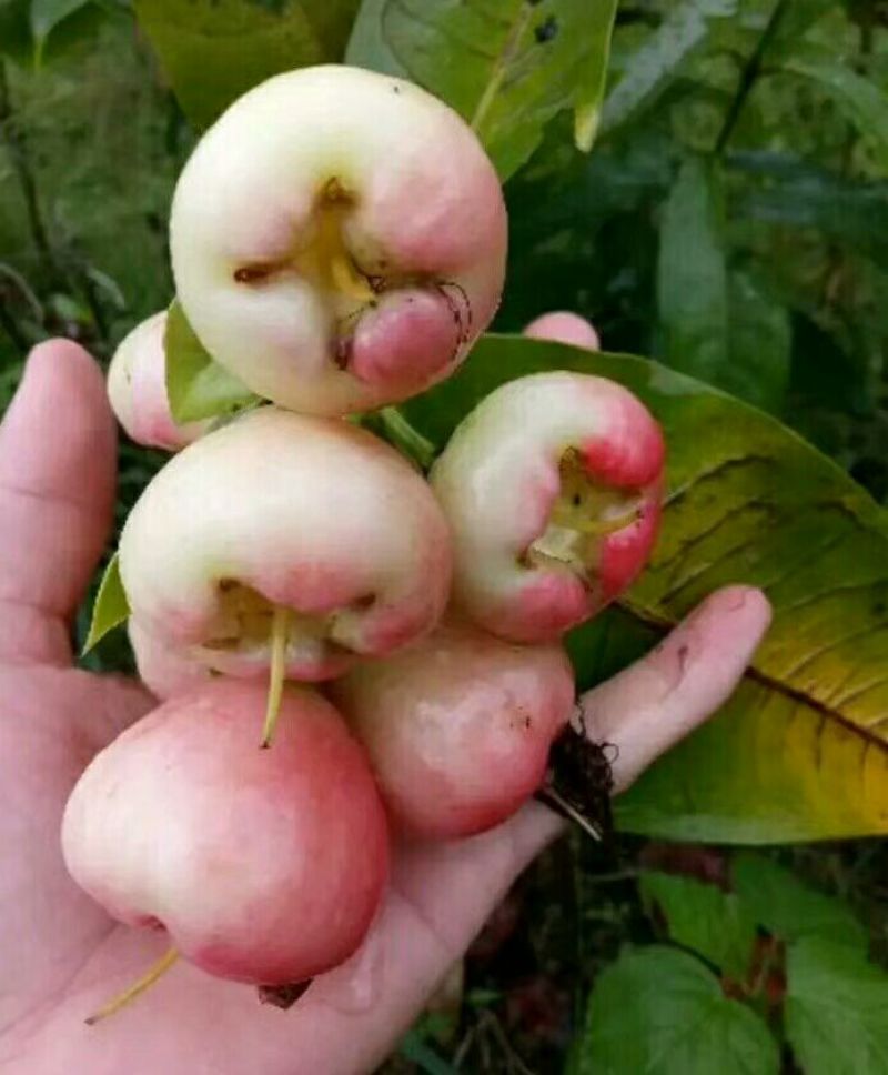 莲雾种苗大叶红莲雾