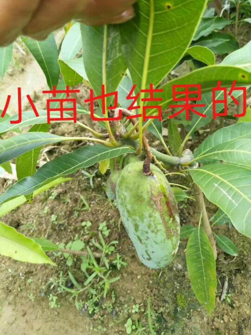 金煌芒树苗金煌芒果苗