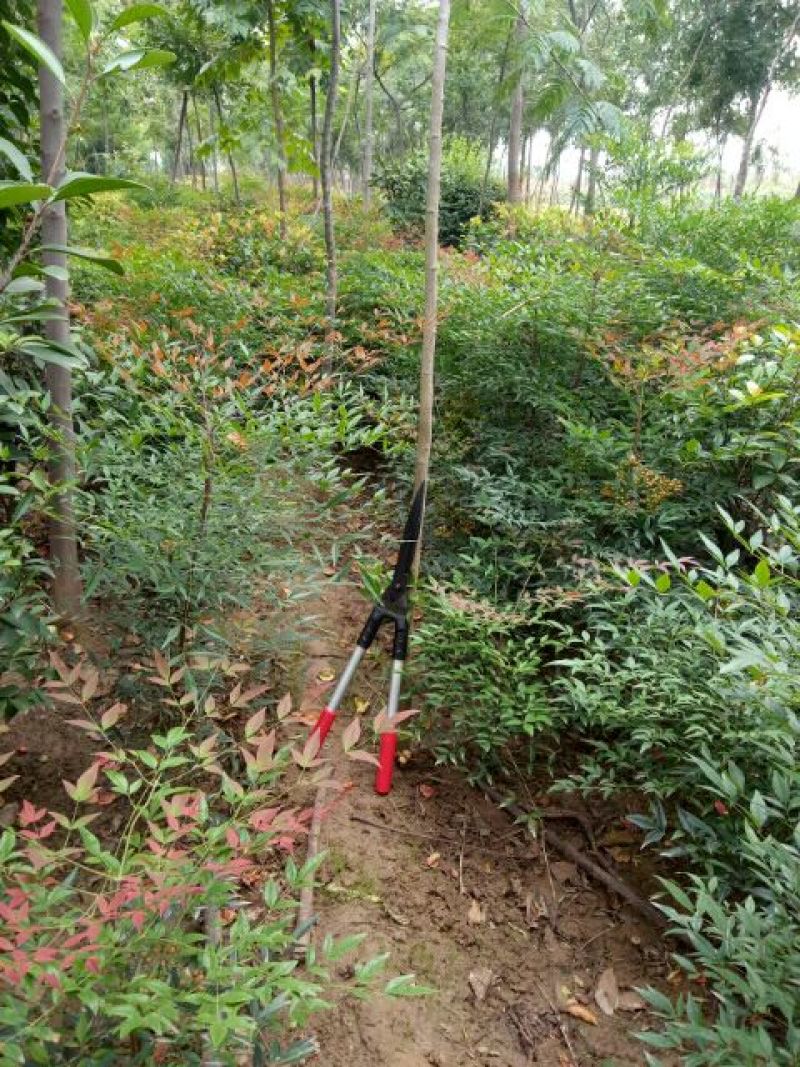 红叶南天竹80~100cm