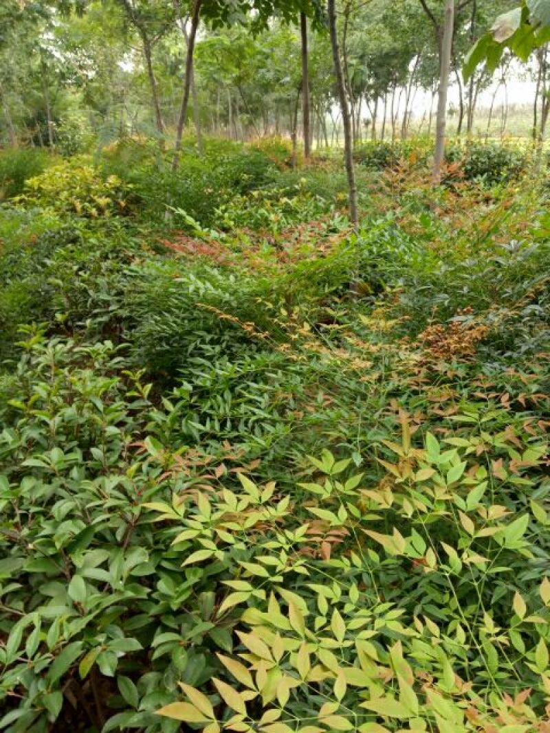 红叶南天竹80~100cm