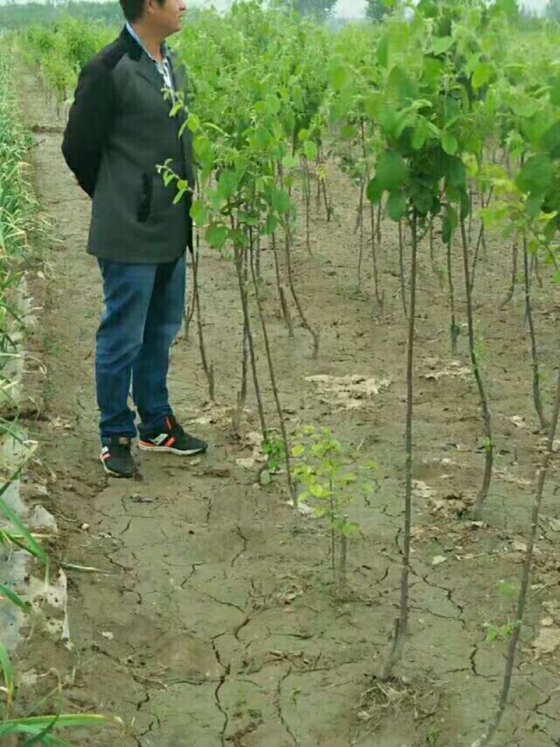 木瓜树81~110cm