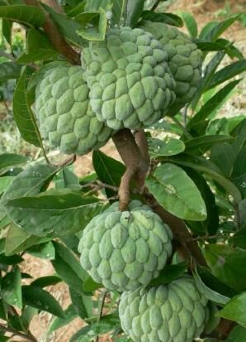 番荔枝苗30~50cm