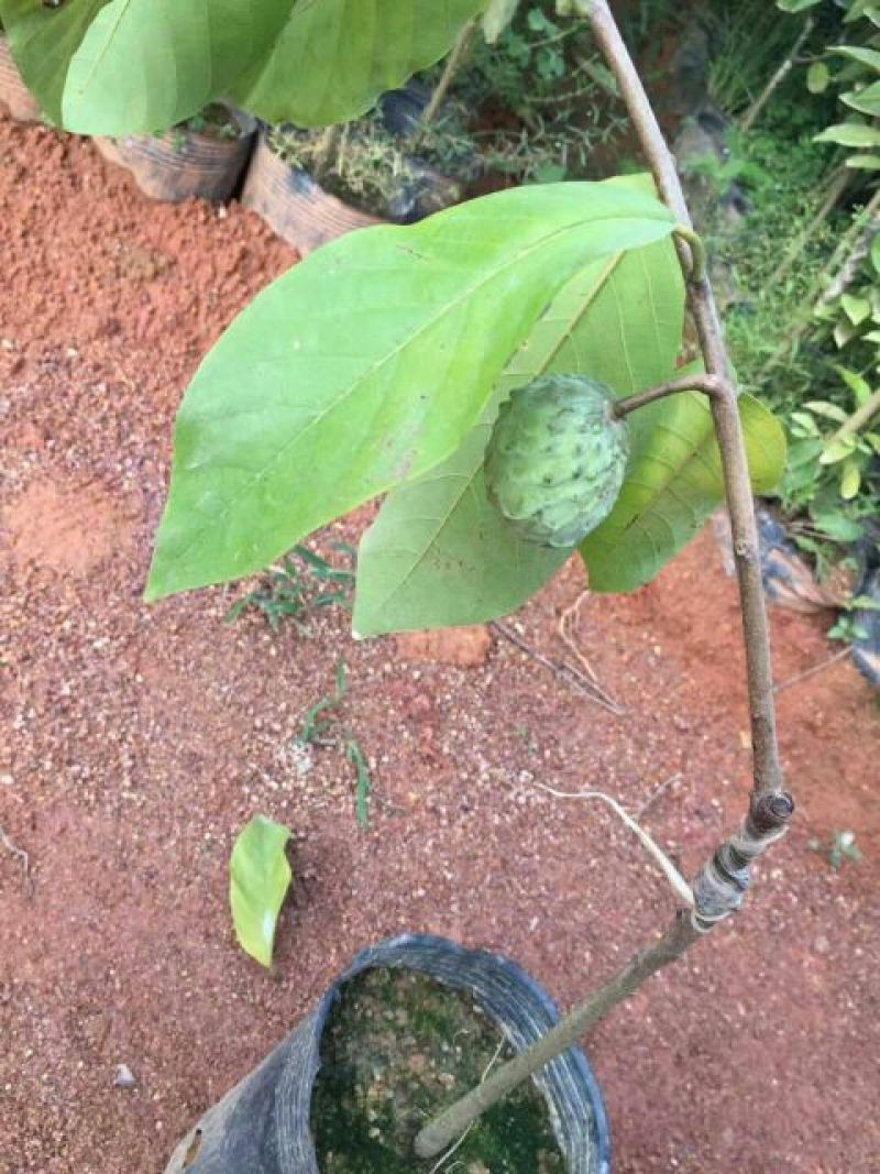 番荔枝苗30~50cm