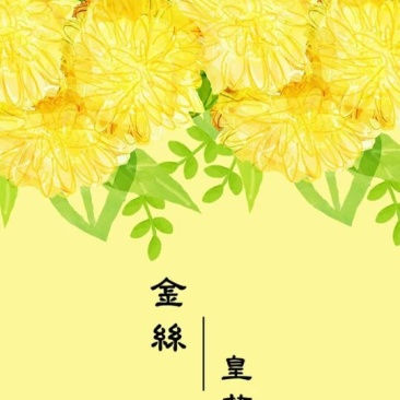 金丝皇菊茶特级