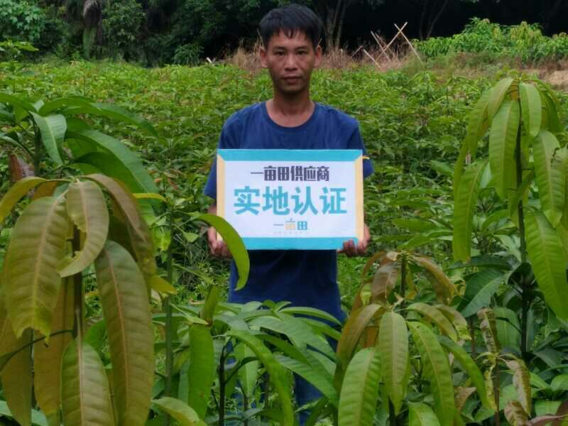 番荔枝苗30~50cm