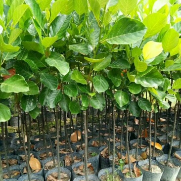 菠萝蜜苗稿接树