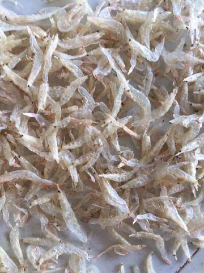 虾皮特级
