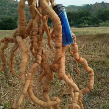 巴戟天统货一级大小均匀