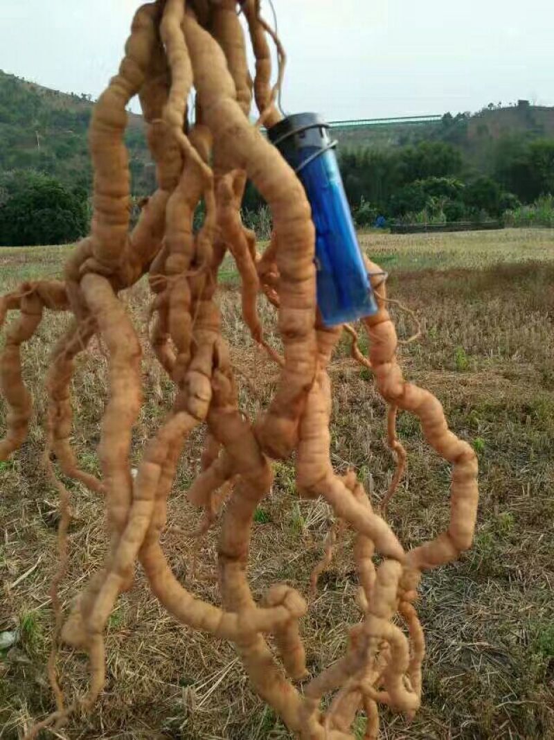 巴戟天统货一级大小均匀