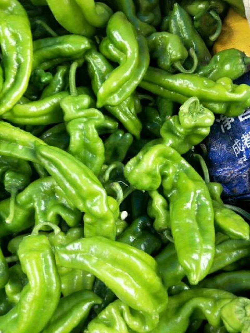 泡椒20厘米以上青中辣一手货源量大从优品质