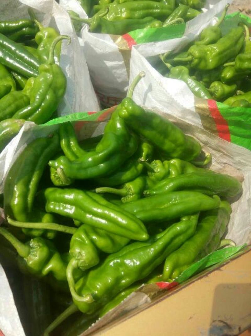 泡椒20厘米以上青中辣一手货源量大从优品质