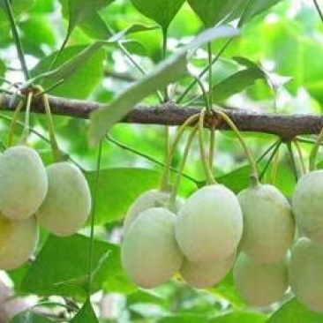 白果