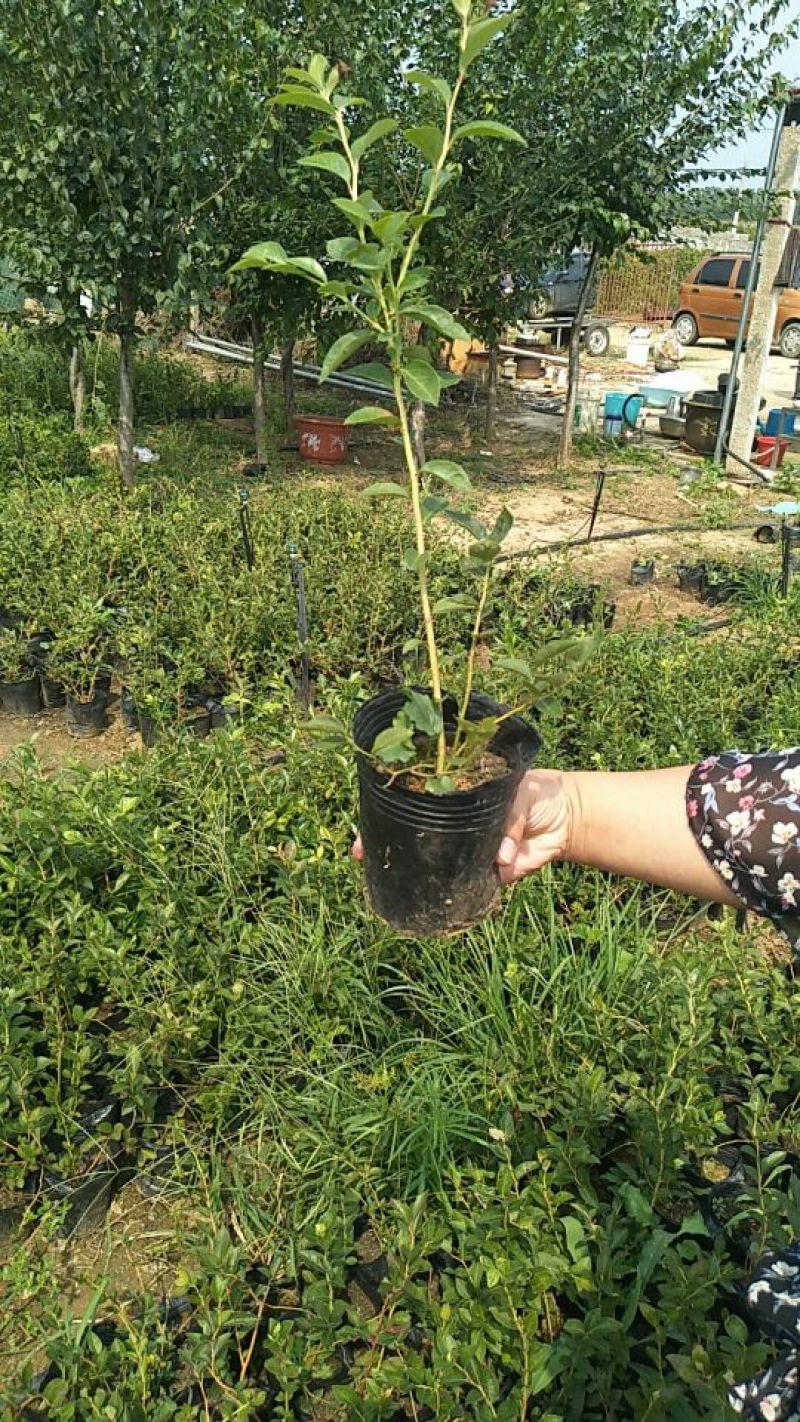 蓝莓苗2年以上50~80cm