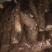 山药4~6厘米20厘米以下一级通货