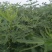波姬红无花果苗50~80cm