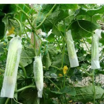 白黄瓜干花带刺18公分以下