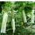 白黄瓜干花带刺18公分以下