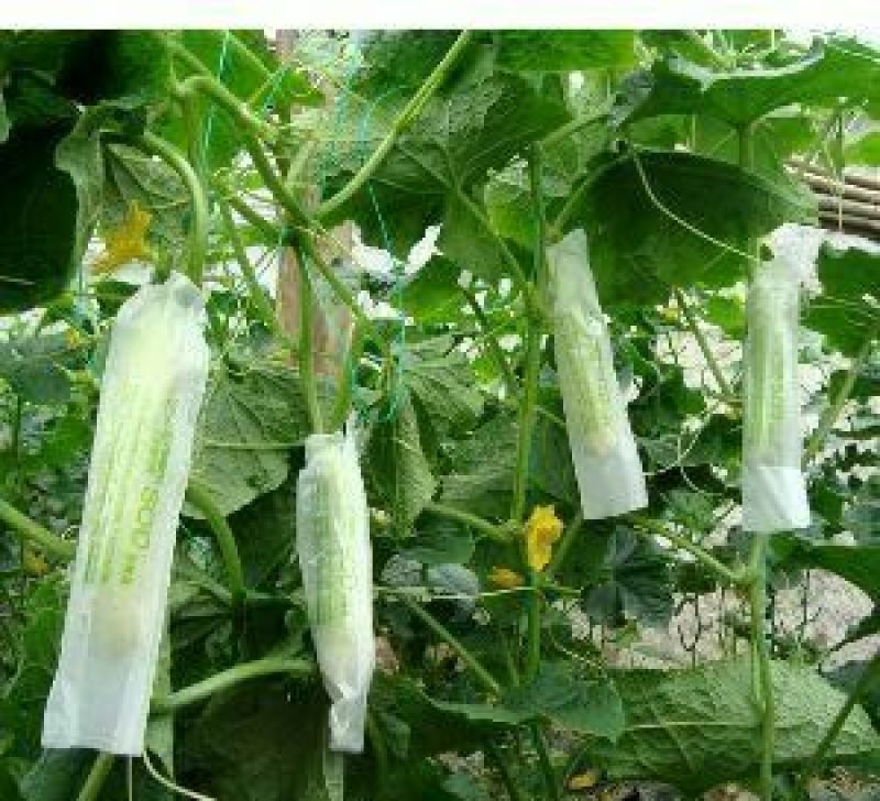 白黄瓜干花带刺18公分以下