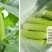 白黄瓜干花带刺18公分以下