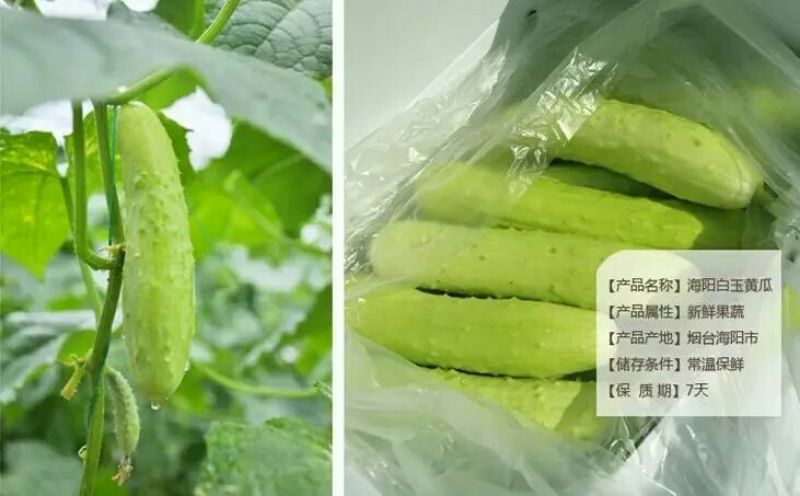 白黄瓜干花带刺18公分以下