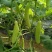 白黄瓜干花带刺18公分以下