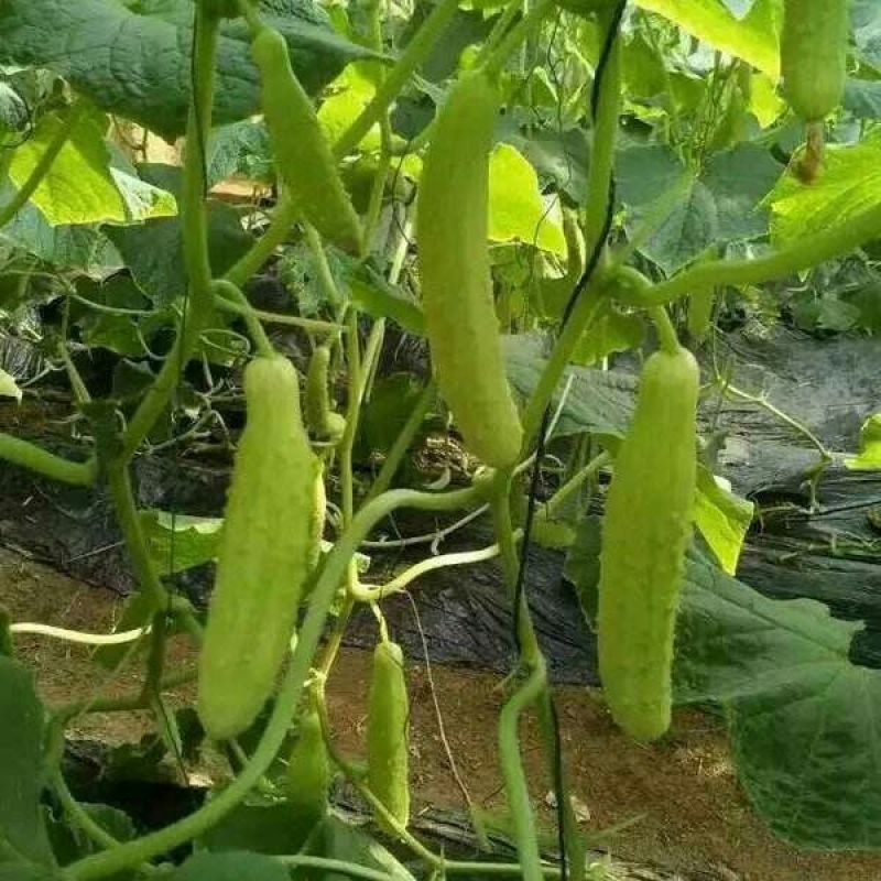 白黄瓜干花带刺18公分以下
