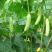 白黄瓜干花带刺18公分以下