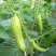 白黄瓜干花带刺18公分以下