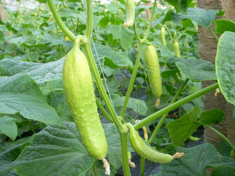 白黄瓜干花带刺18公分以下