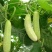 白黄瓜干花带刺18公分以下