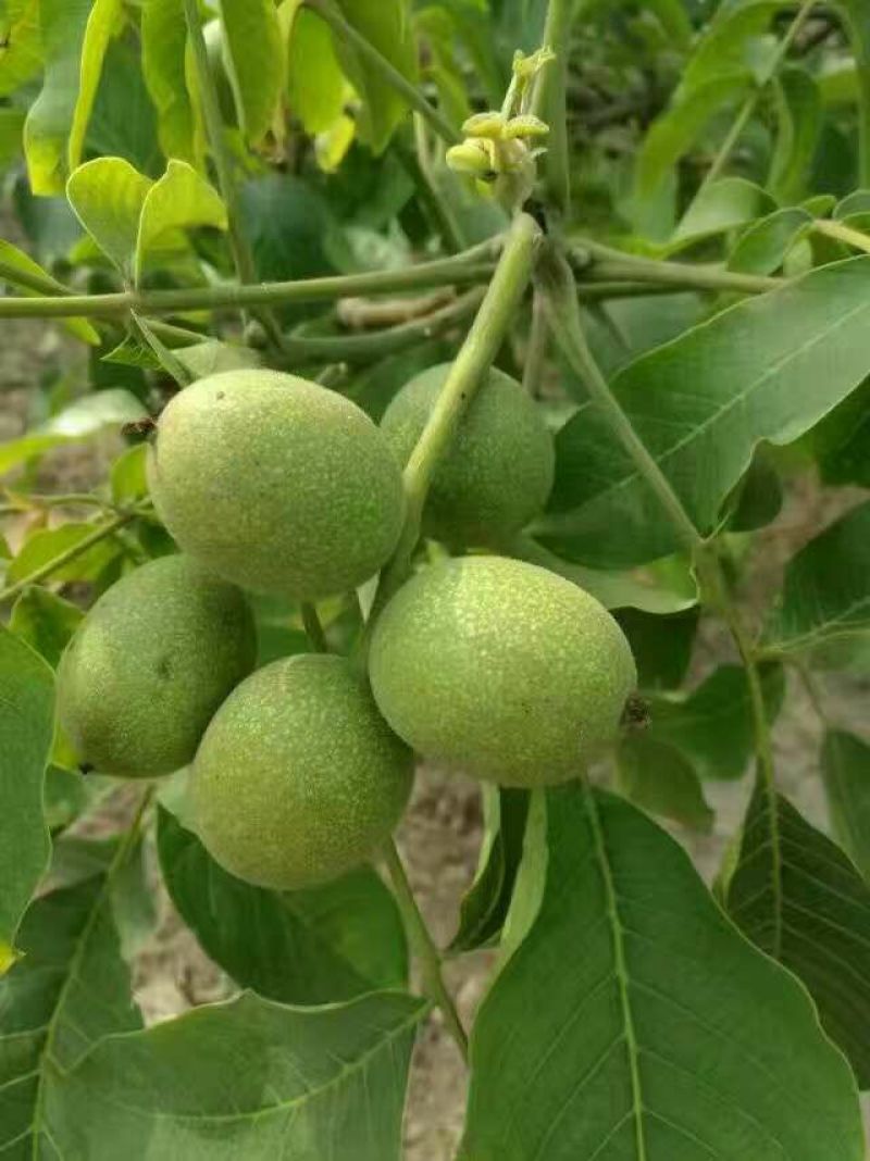 核桃苗50~100cm二年苗南种植，全国种植