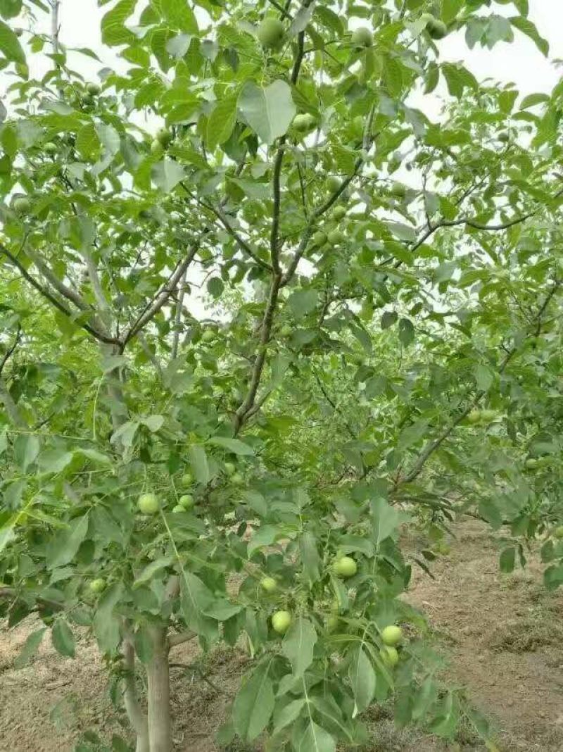 核桃苗50~100cm二年苗南种植，全国种植