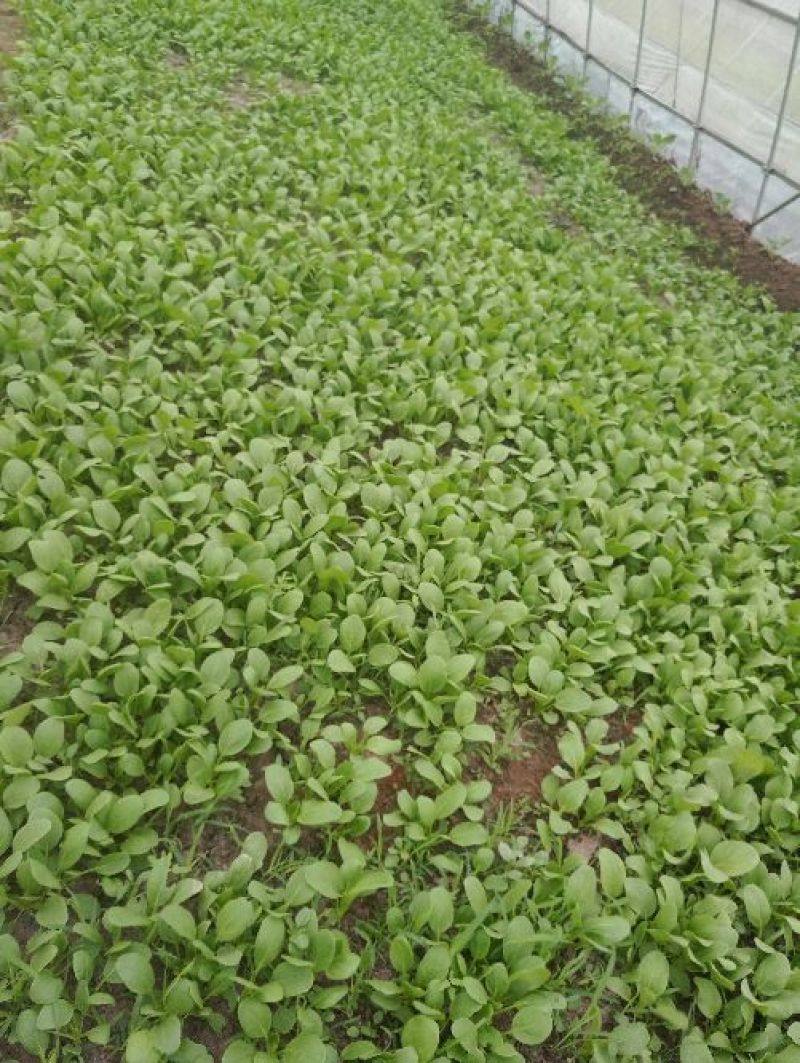 小青菜青梗青叶大叶面