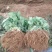 小白草莓苗京香小白,桃熏小白品种纯