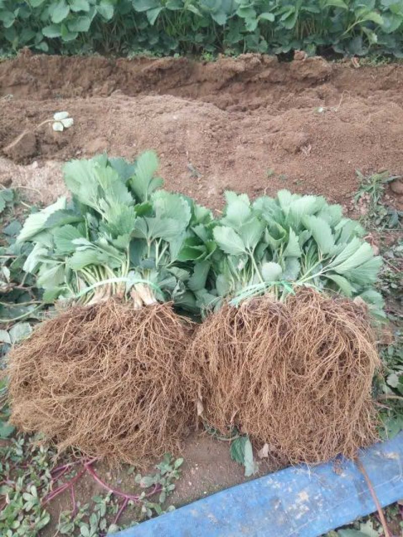 小白草莓苗京香小白，桃熏小白品种纯