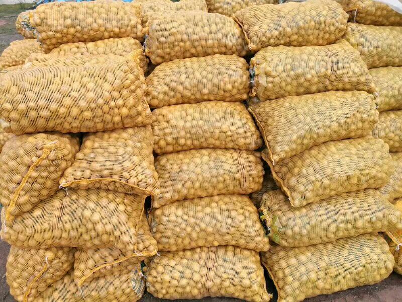 荷兰十五一级种薯1-3两小货