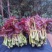 红油香椿免费提供种植技术管理