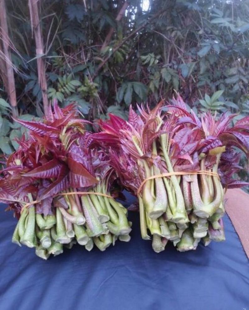 红油香椿免费提供种植技术管理