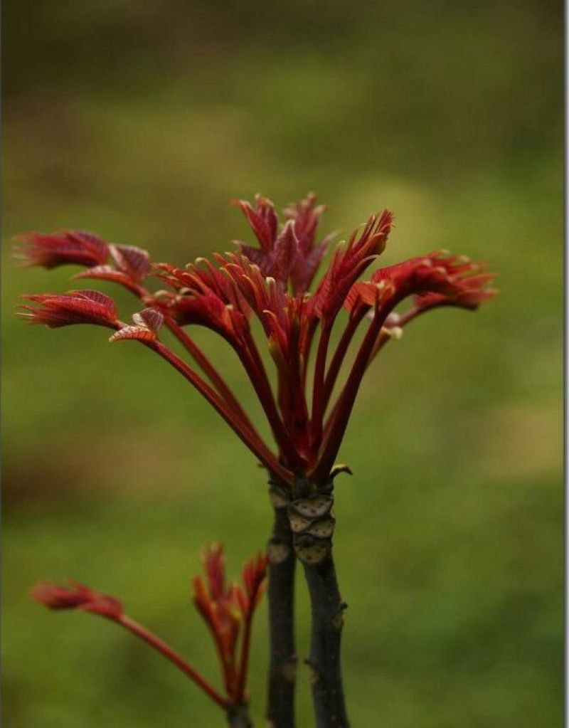 红油香椿免费提供种植技术管理