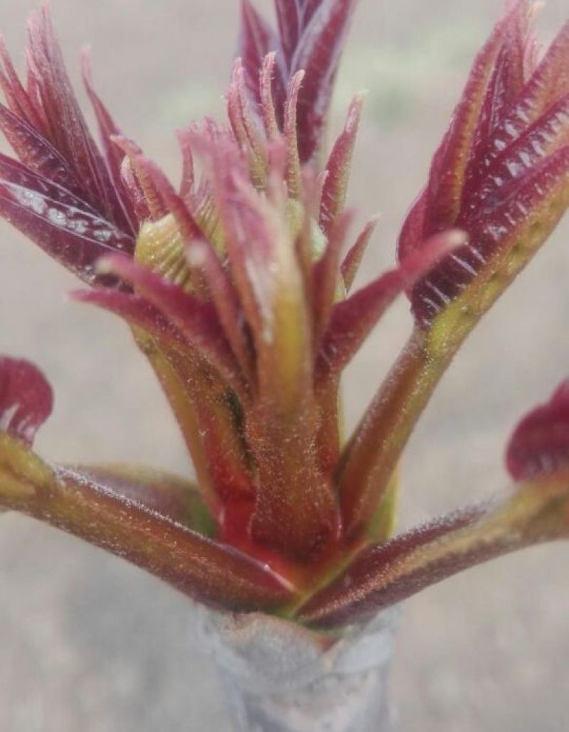 红油香椿免费提供种植技术管理