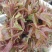 红油香椿免费提供种植技术管理