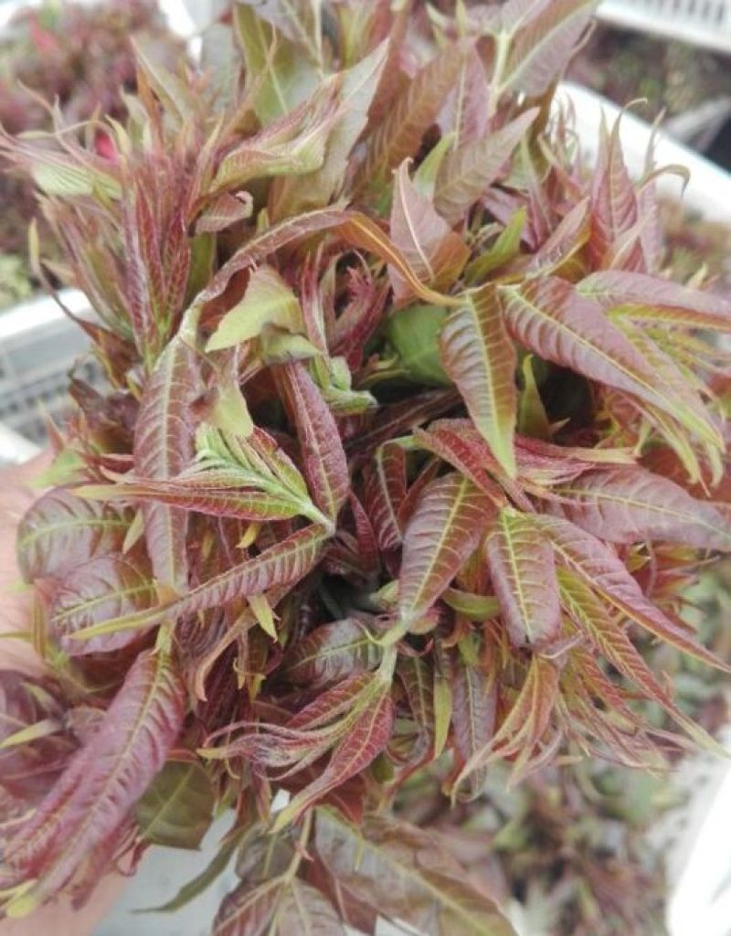 红油香椿免费提供种植技术管理