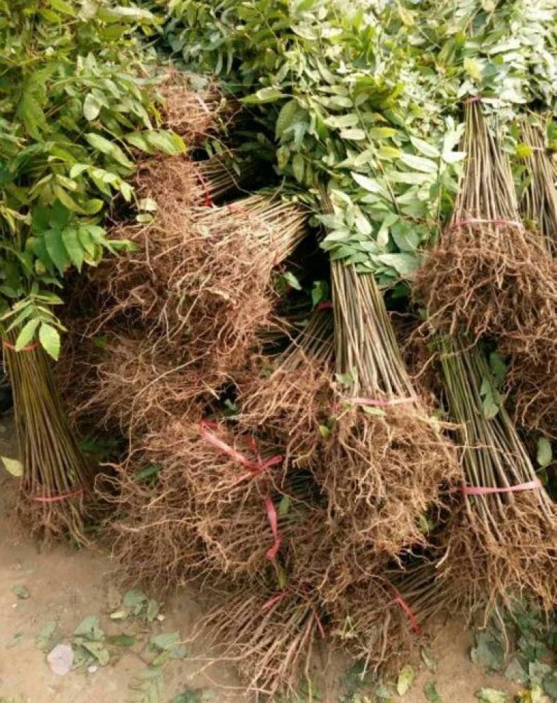 红油香椿免费提供种植技术管理